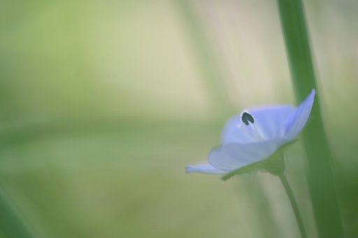 ちぃちゃい春
