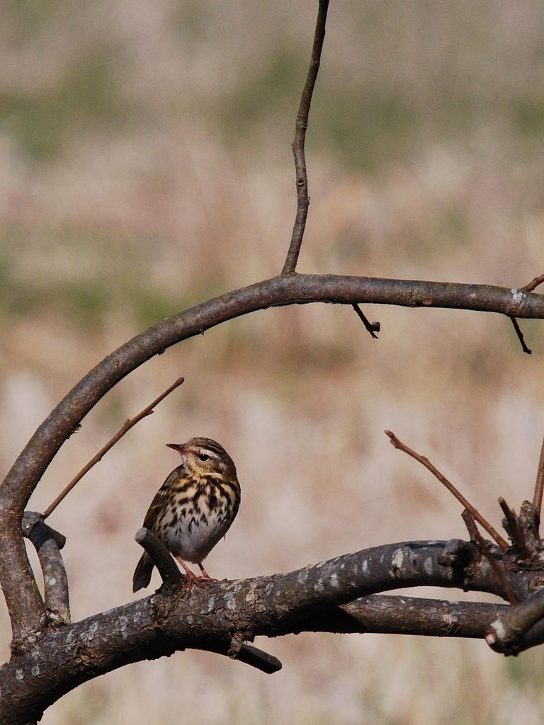 野鳥の名前を教えてください