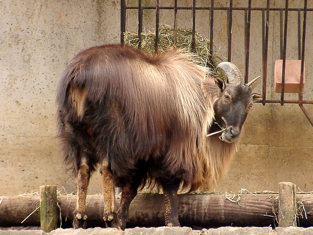 ◆冬の動物園から-29