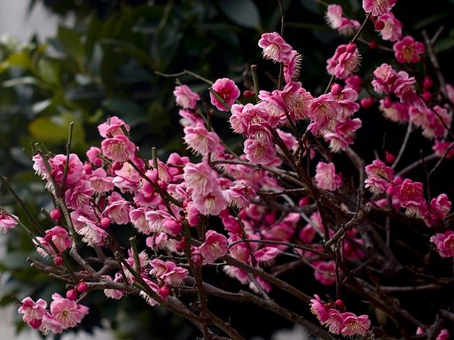「自然」梅の花