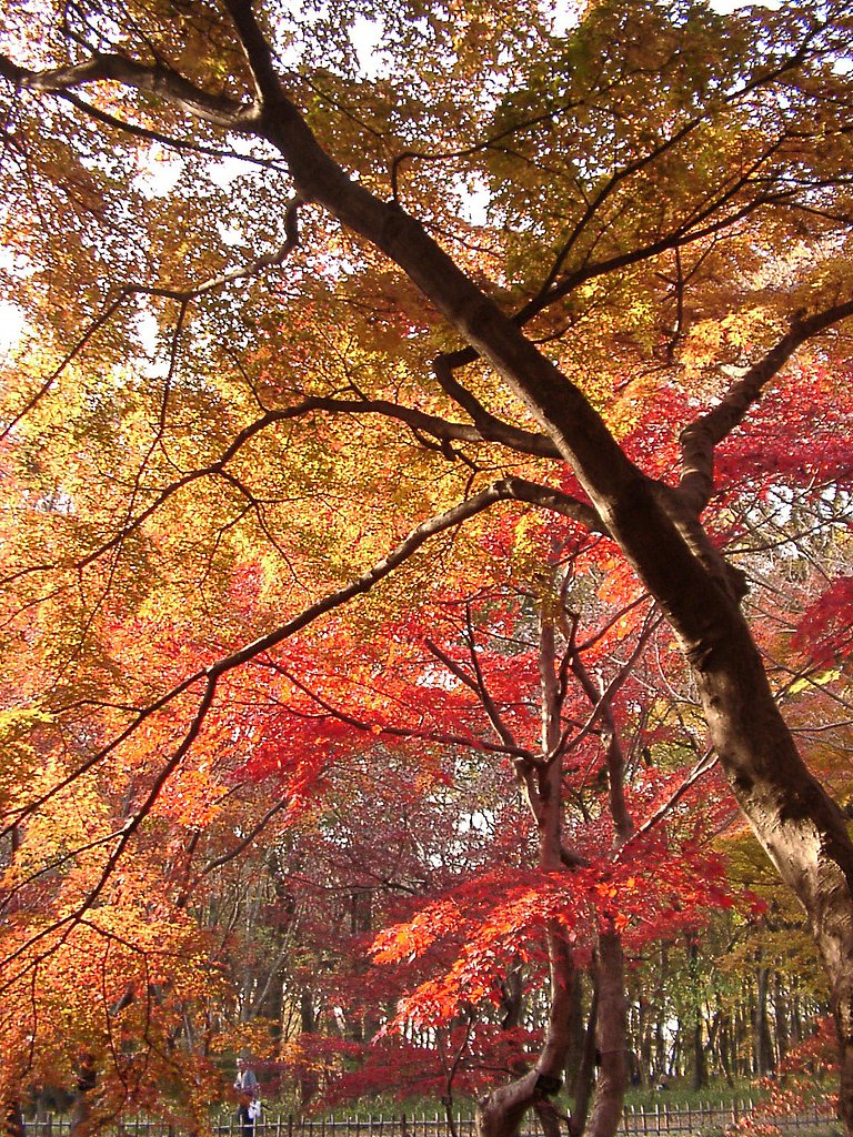 ◆紅葉スケッチ-57 神代植物公園⑰