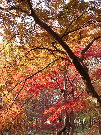◆紅葉スケッチ-57 神代植物公園⑰
