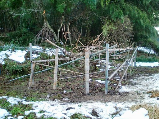 キウイの棚の復旧作業途中！