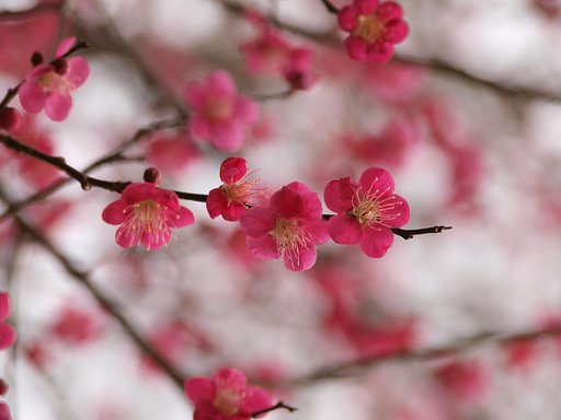 【自然】 艶やかな紅梅