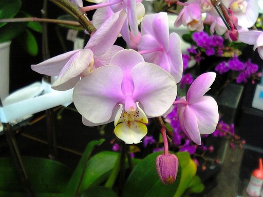 蘭の花