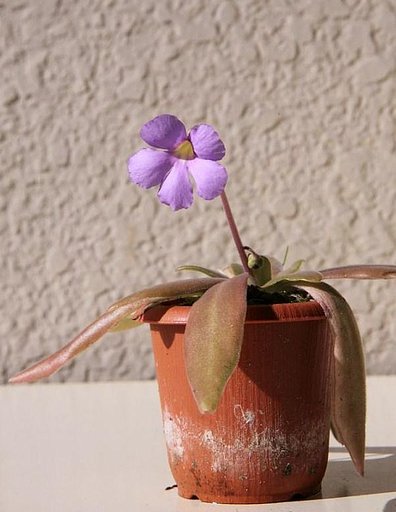 食虫植物（虫取りスミレ）
