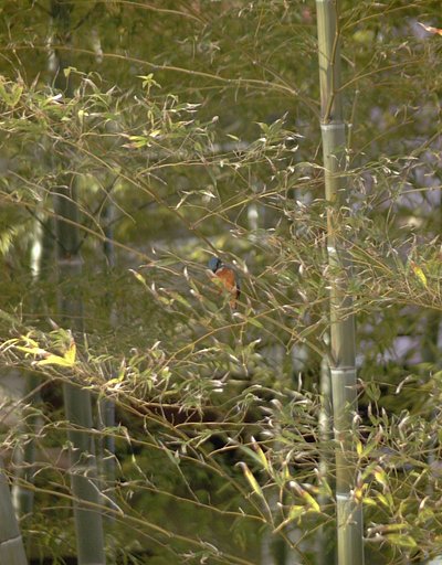 ボクの「初翡翠」ショット…(笑)