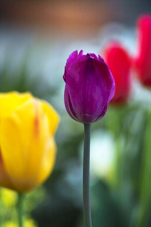 ROKKOR 200mmF3.5改M42
