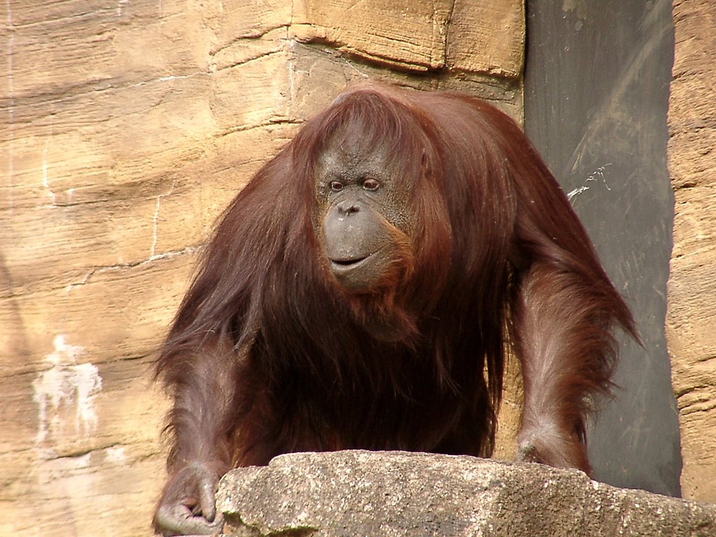 ◆冬の動物園から-35