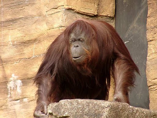 ◆冬の動物園から-35