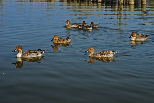 オカヨシガモの編隊遊泳