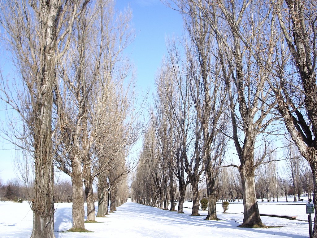 冬の公園