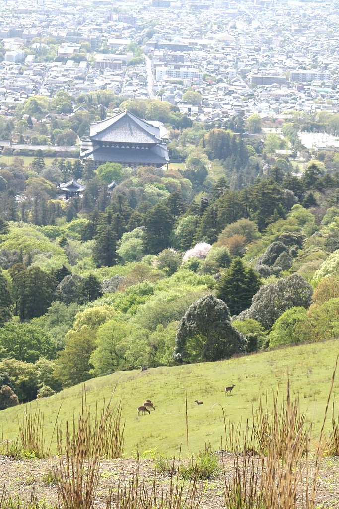 若草山からもう一枚