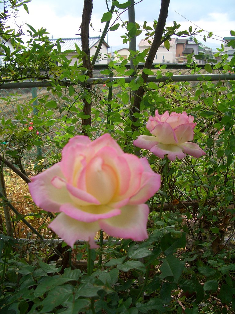 開花！です。