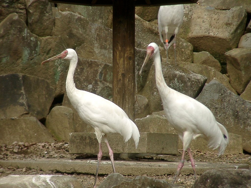 ◆冬の動物園から-02