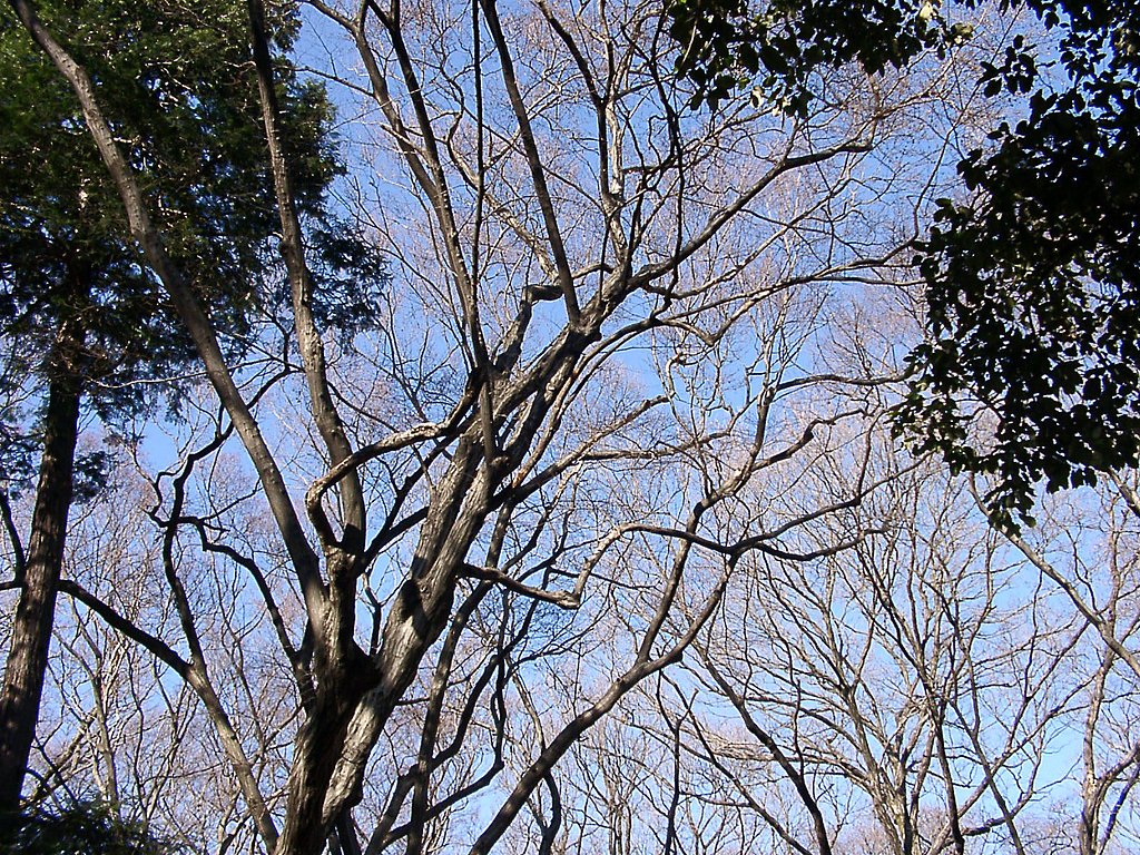 ●初春スケッチ-13 神代植物公園①