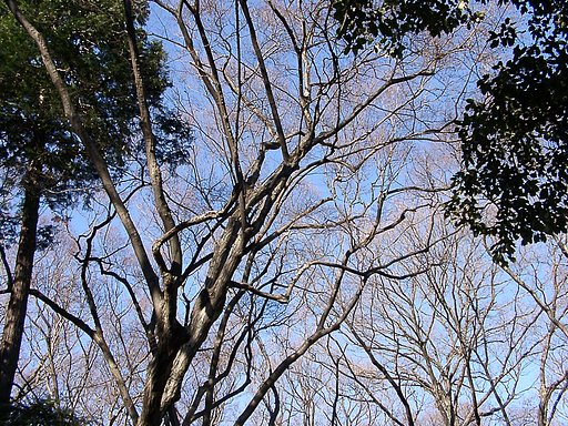 ●初春スケッチ-13 神代植物公園①