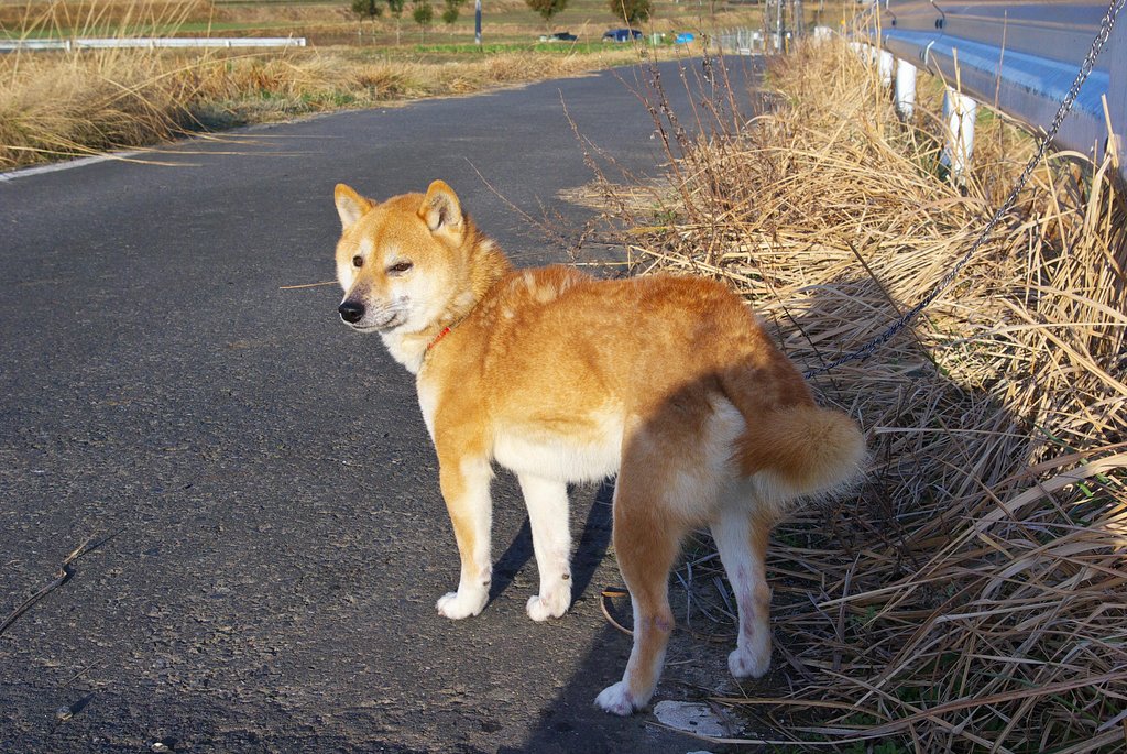 退屈してる農道のななせ