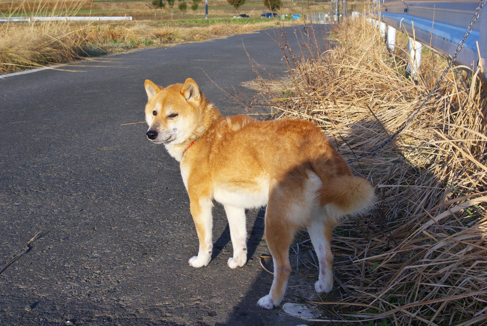 退屈してる農道のななせ