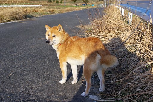 退屈してる農道のななせ