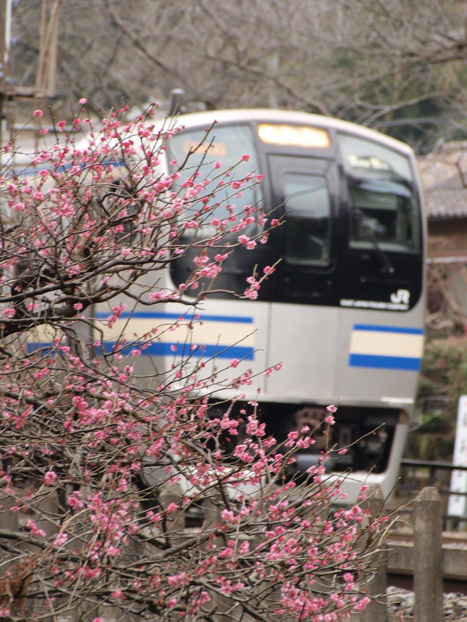 梅の出迎え