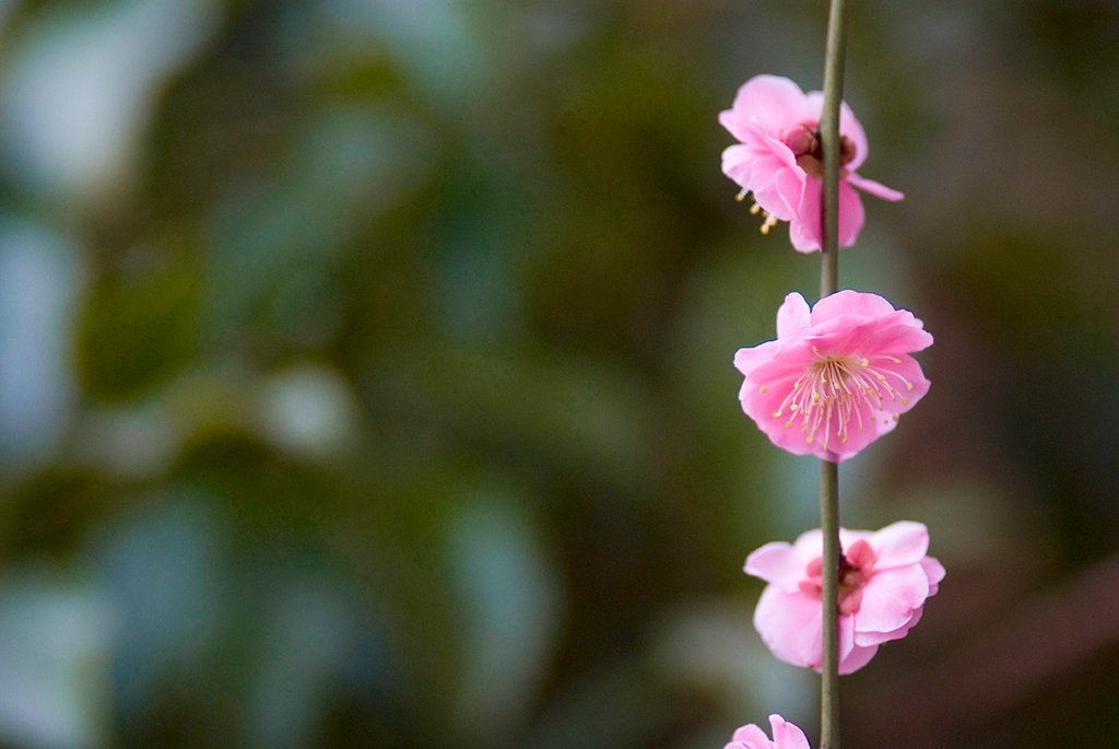 梅花