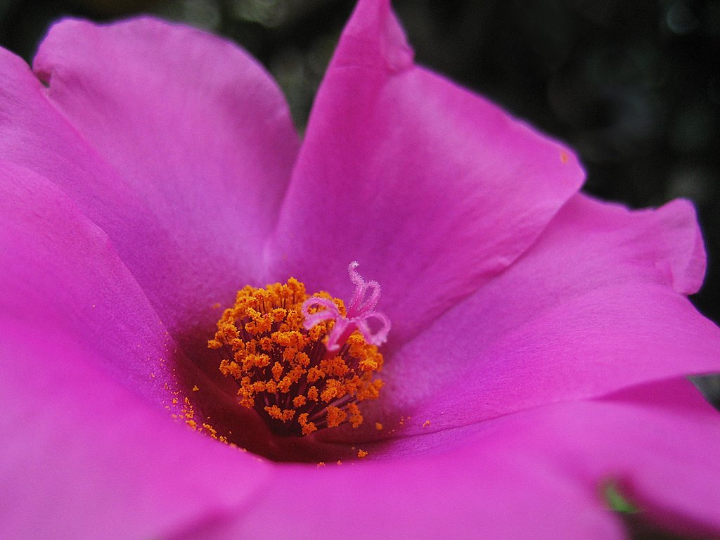 オレンジの花粉