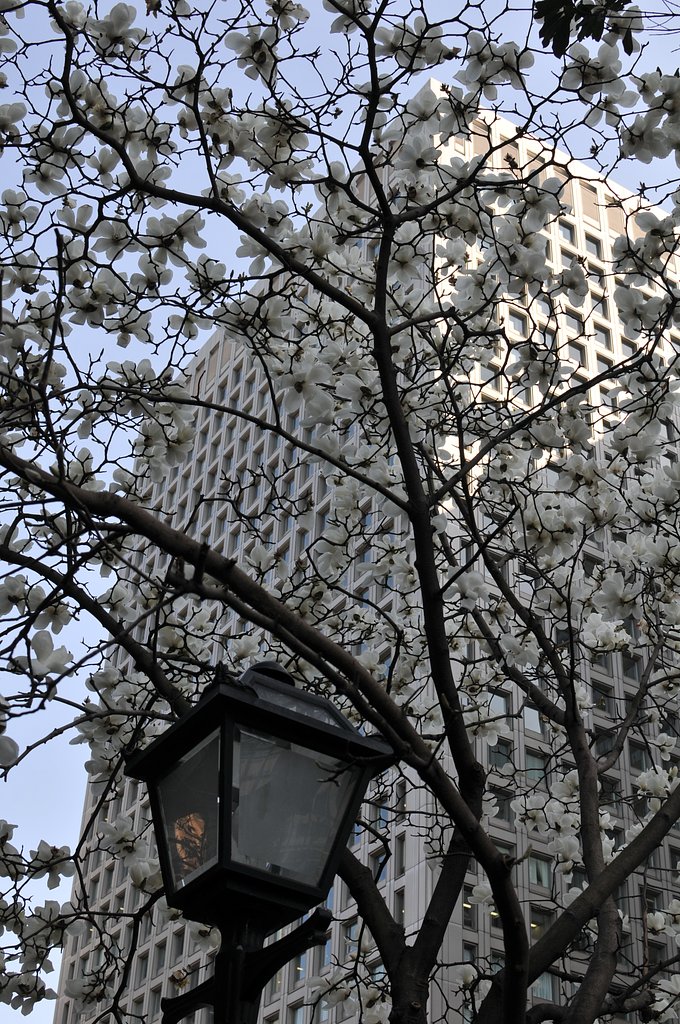 街路樹（モクレン）