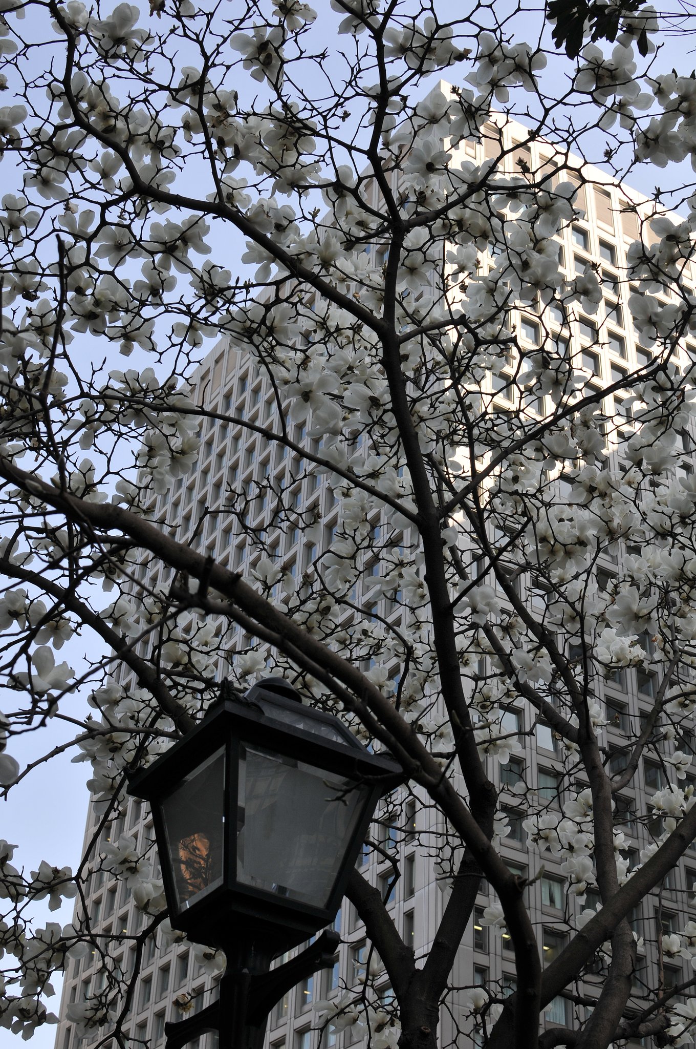 街路樹（モクレン）