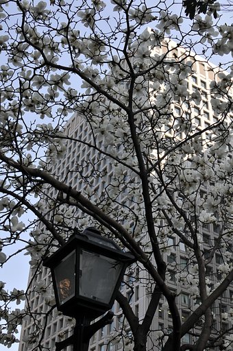 街路樹（モクレン）