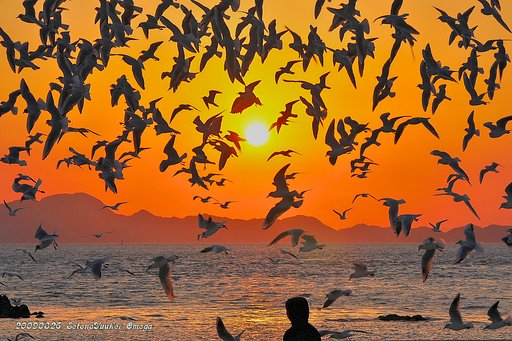 カモメと夕日　３・２６
