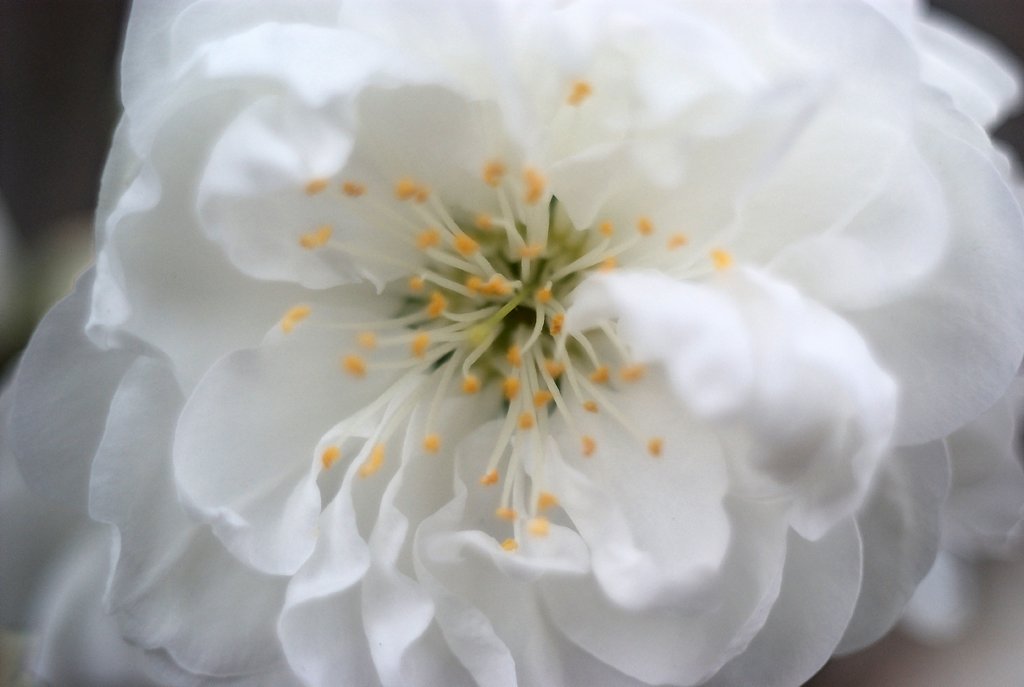 花桃