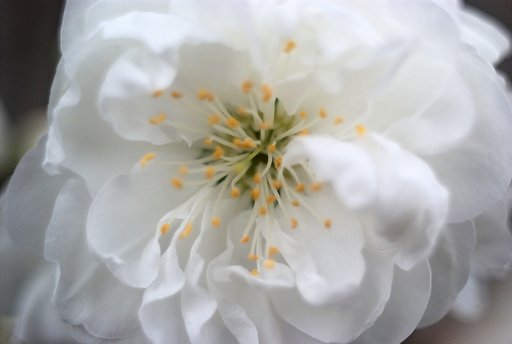 花桃