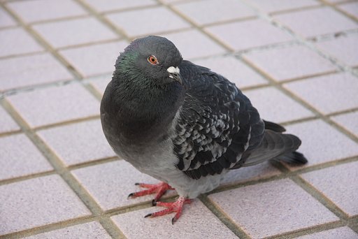 逃げない
