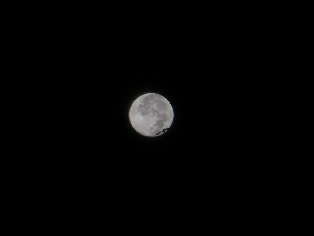 【ザ・ワールド】夜明け前・・月と鳥だけの世界