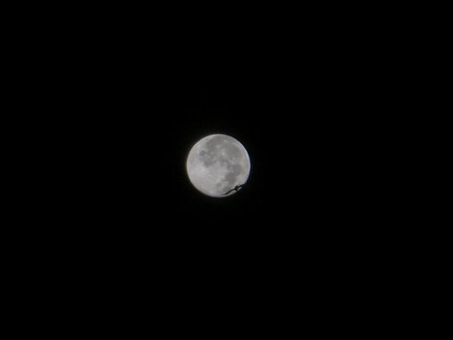 【ザ・ワールド】夜明け前・・月と鳥だけの世界