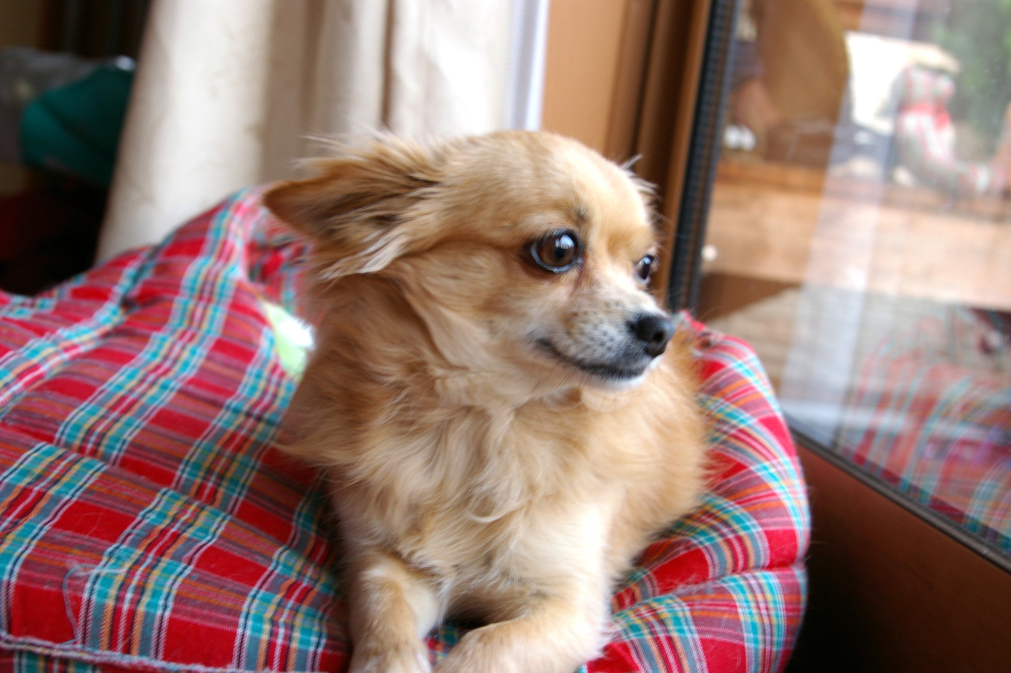 愛犬チワワ
