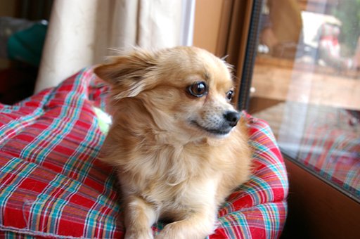 愛犬チワワ