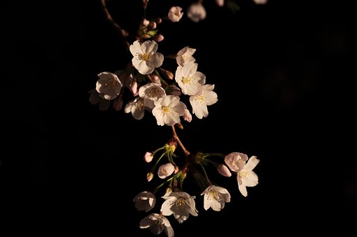 夜桜