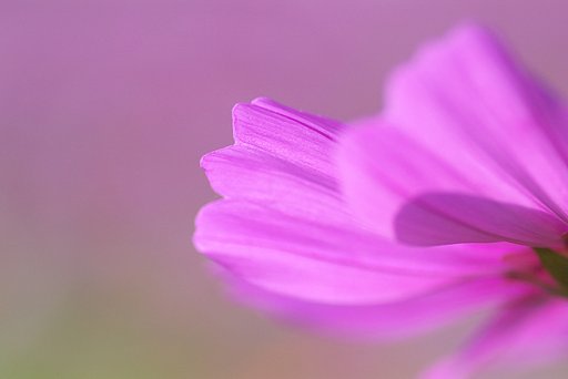 花心