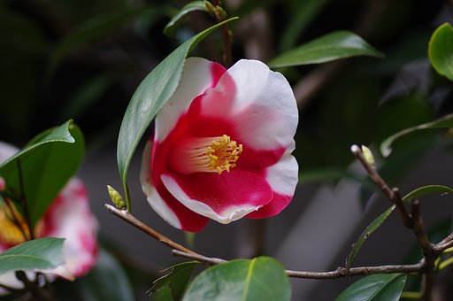 春山茶花