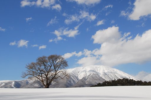 小岩井農場一本桜（冬景）