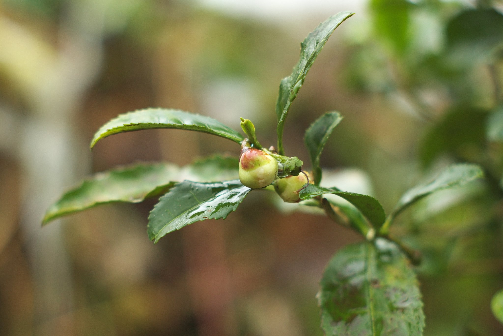 お茶の花の蕾