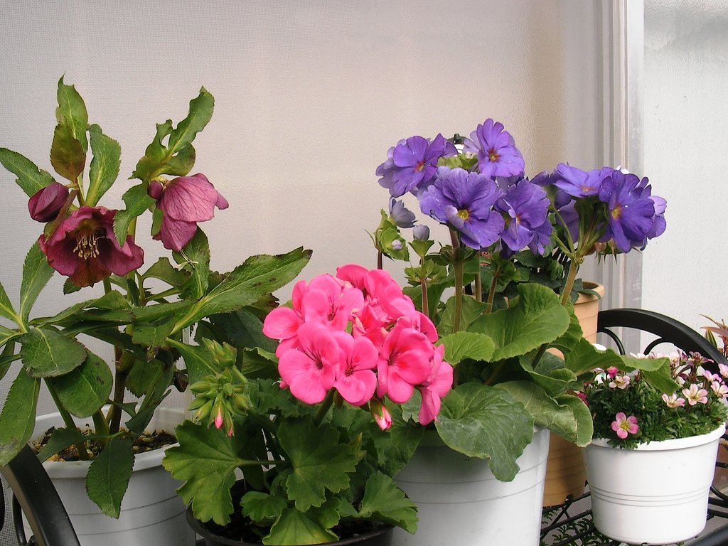 鉢の花