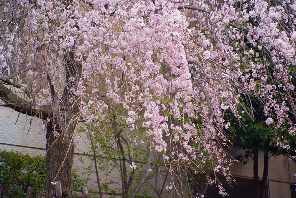 枝垂れ桜