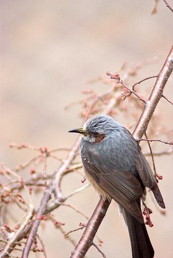 「トキメキの色」ヒヨドリ