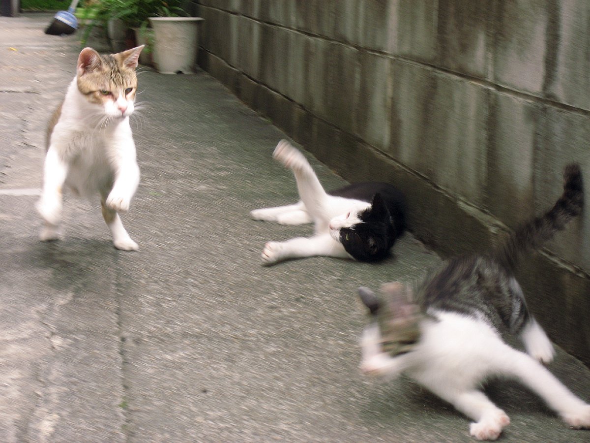 小猫さんじっとしてません１