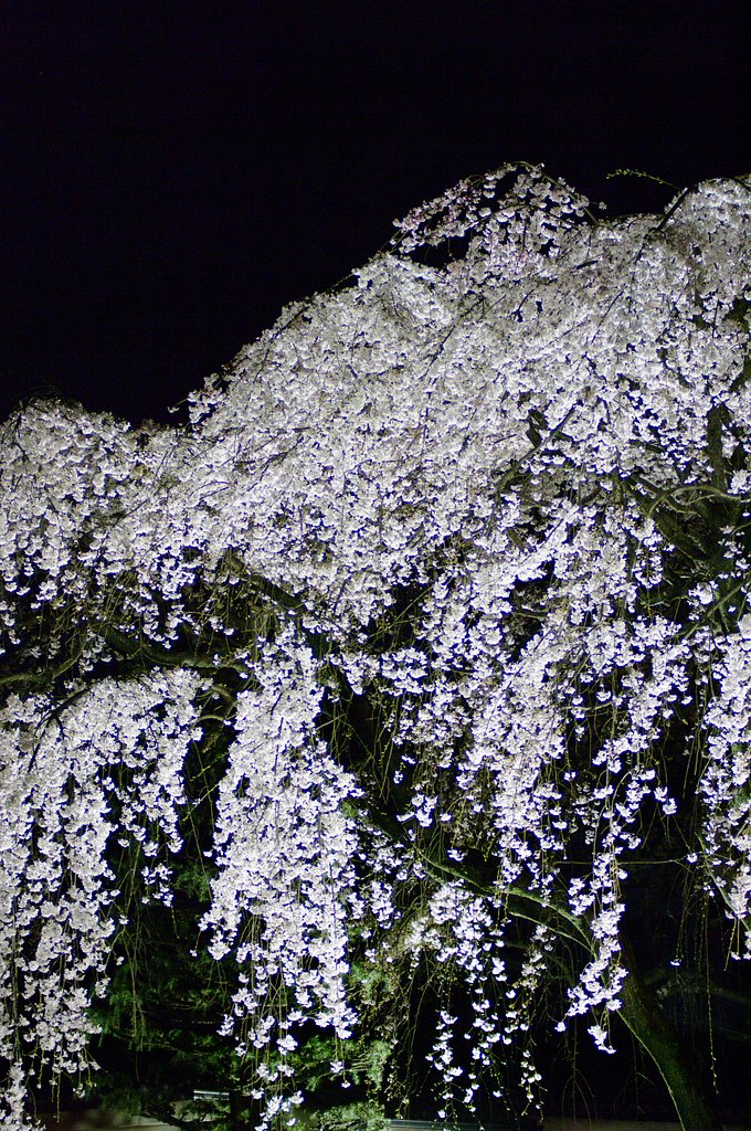 夜空に輝く
