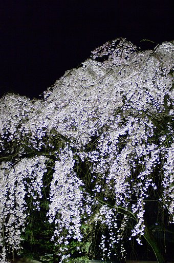 夜空に輝く
