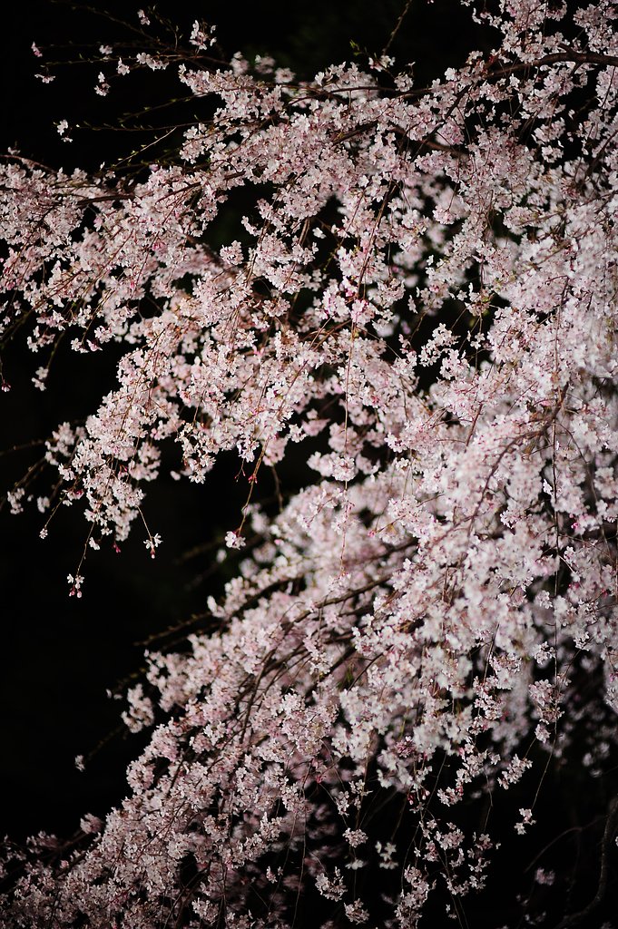 【ザ・ワールド】夜の花の世界…狂い咲き